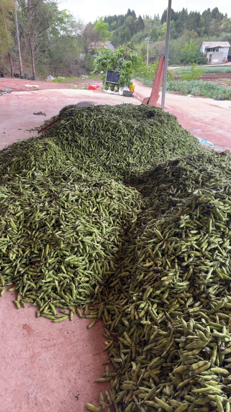 四川简阳大白胡豆大量供应！