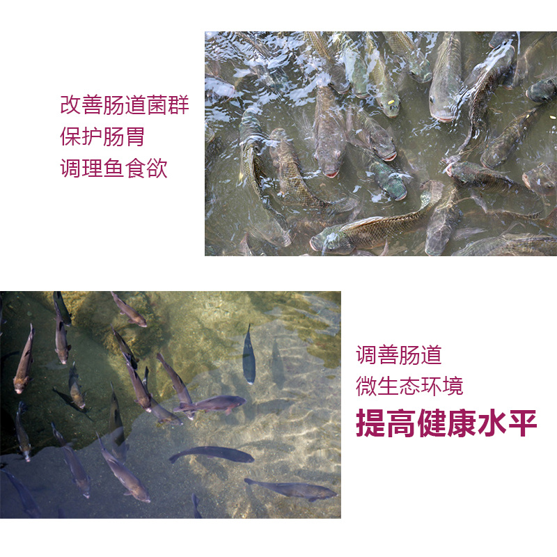 湖南鱼饲料斑点叉尾鮰长肉快耐运输厂家批发80斤一包