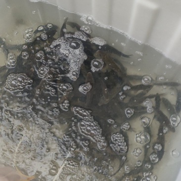 鲫鱼