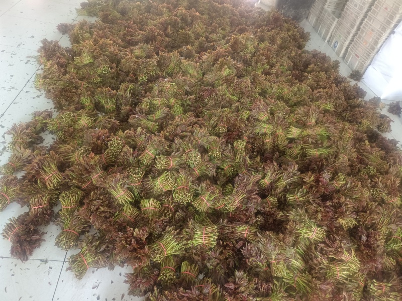 红油香椿芽二芽尾货咸菜货