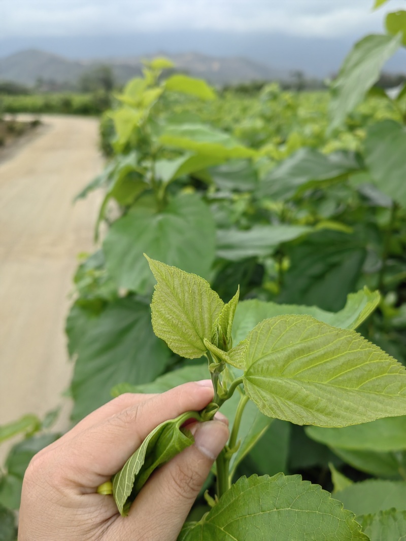 桑叶芽，广东地区，桑蚕基地有大量的桑叶芽，桑芽菜