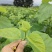 桑叶芽，广东地区，桑蚕基地有大量的桑叶芽，桑芽菜