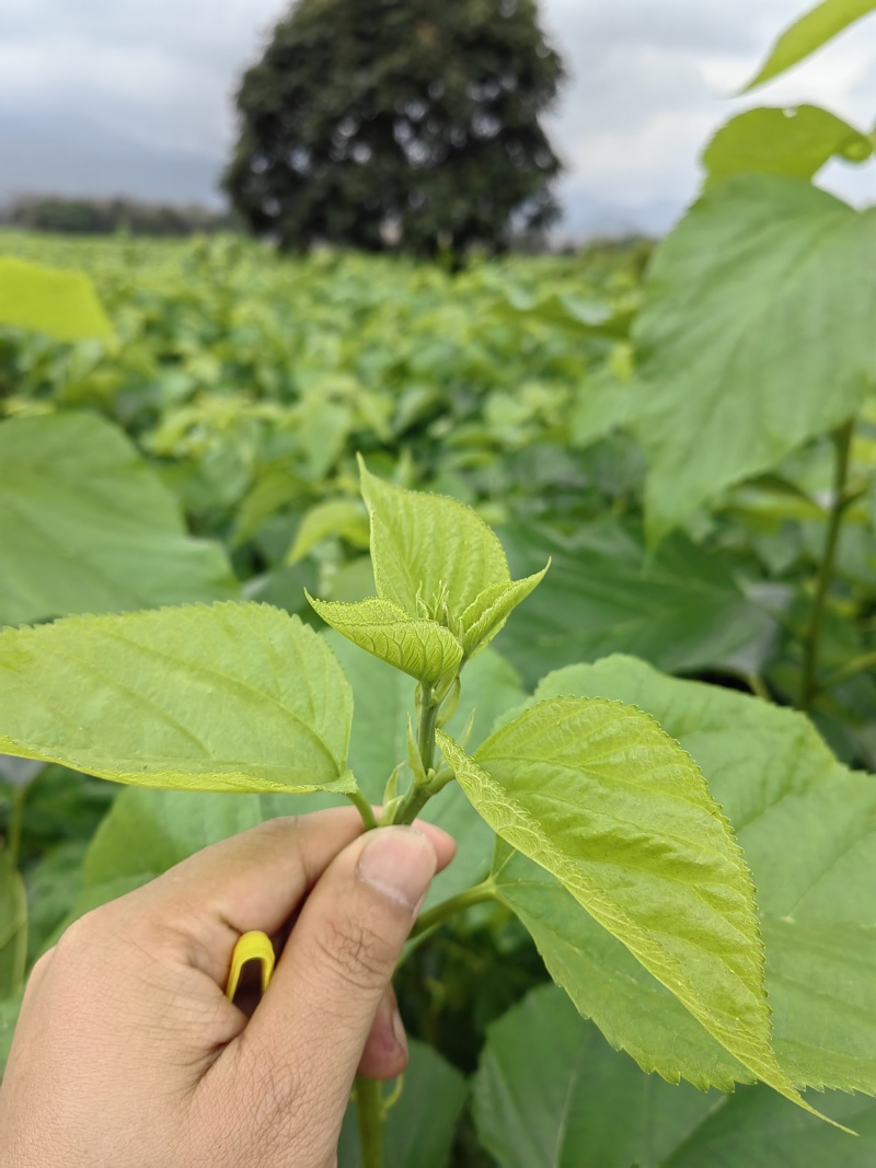 桑叶芽，广东地区，桑蚕基地有大量的桑叶芽，桑芽菜
