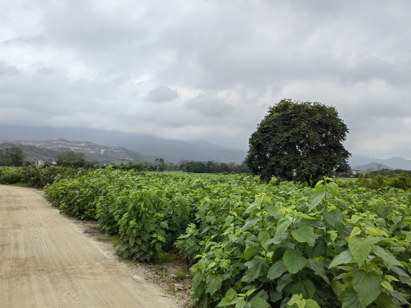 桑叶芽，广东地区，桑蚕基地有大量的桑叶芽，桑芽菜