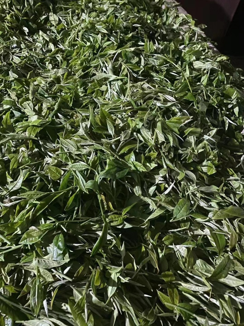 高山绿茶