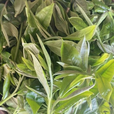 高山绿茶