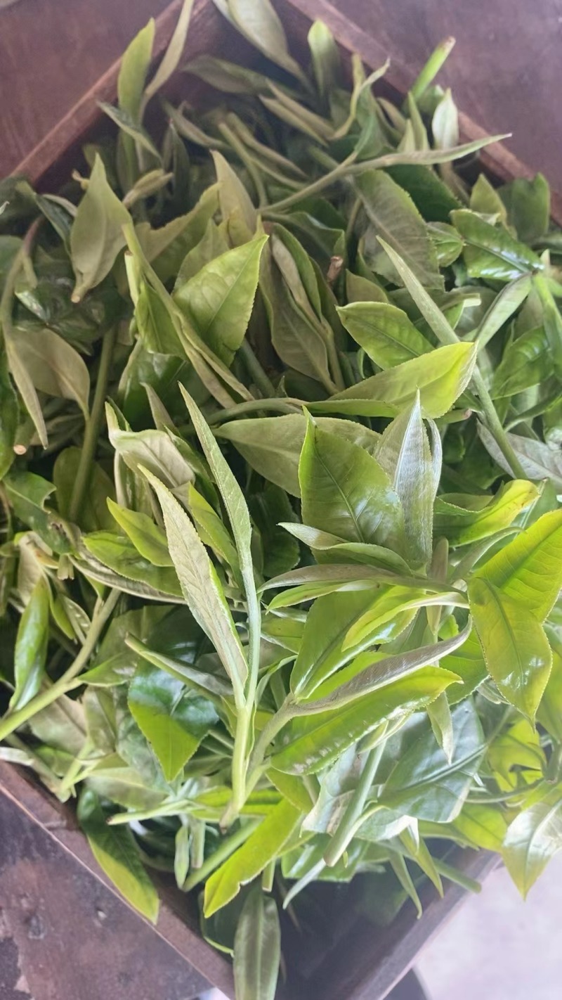 高山绿茶
