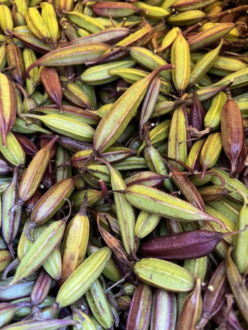 宜昌纯紫花中宽叶三叉白芨果荚欢迎来电咨询