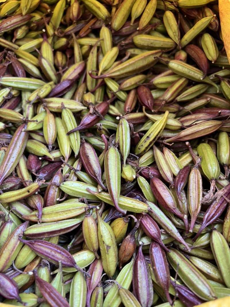 宜昌纯紫花中宽叶三叉白芨果荚欢迎来电咨询
