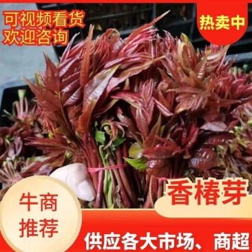 山东香椿芽/露天红香椿芽现摘现发货货/支持物流快递可代发