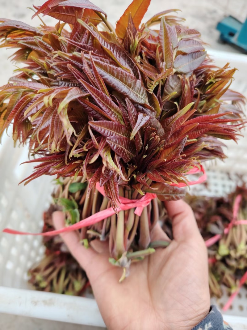 山东香椿芽/露天红香椿芽现摘现发货货/支持物流快递可代发