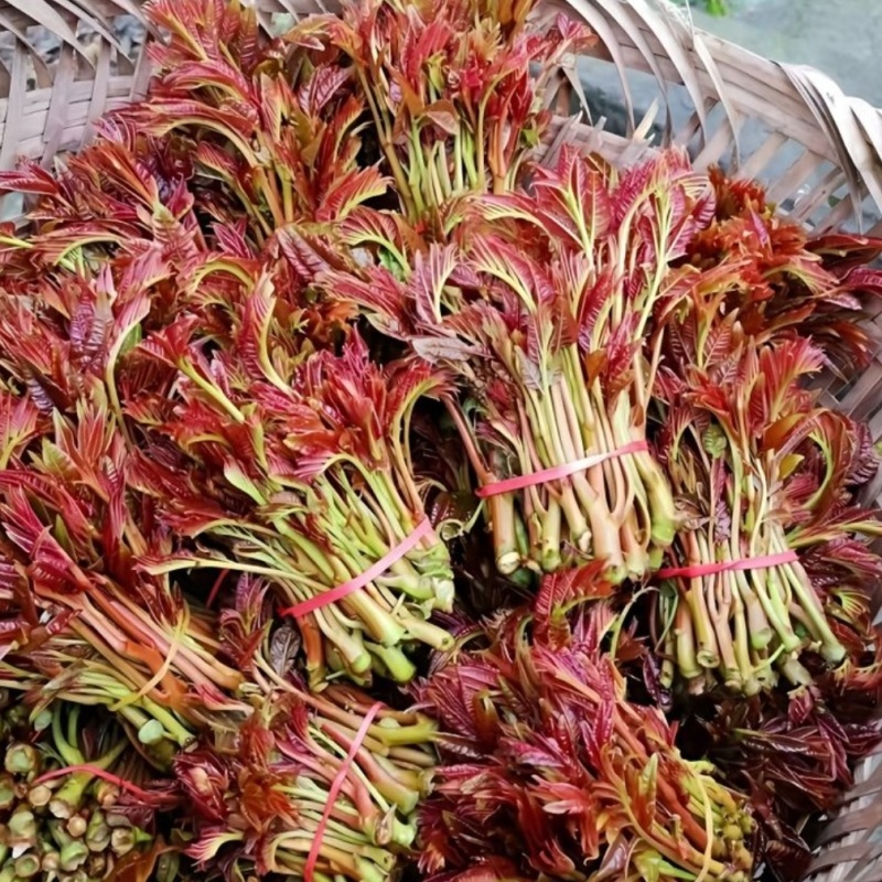 山东香椿芽/露天红香椿芽现摘现发货货/支持物流快递可代发