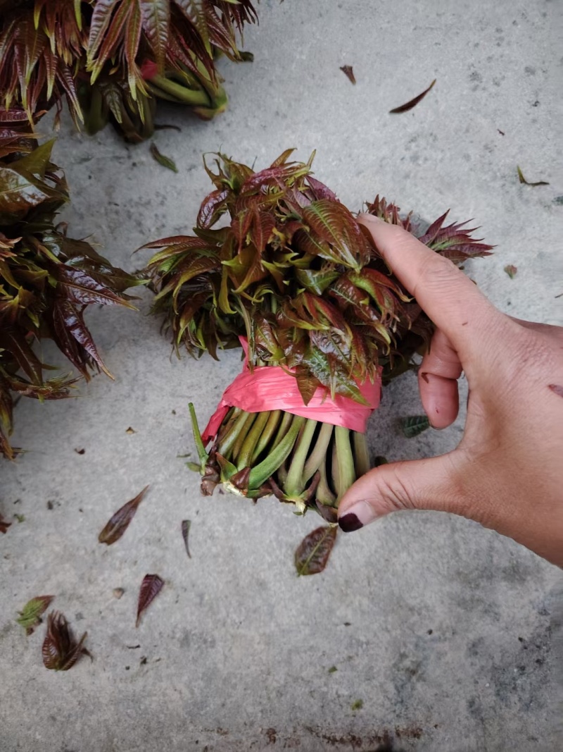 山东香椿芽/露天红香椿芽现摘现发货货/支持物流快递可代发