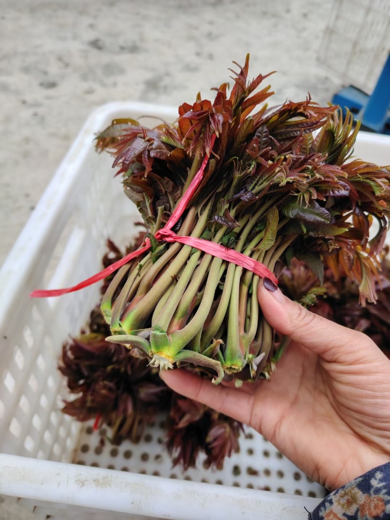 山东香椿芽/露天红香椿芽现摘现发货货/支持物流快递可代发