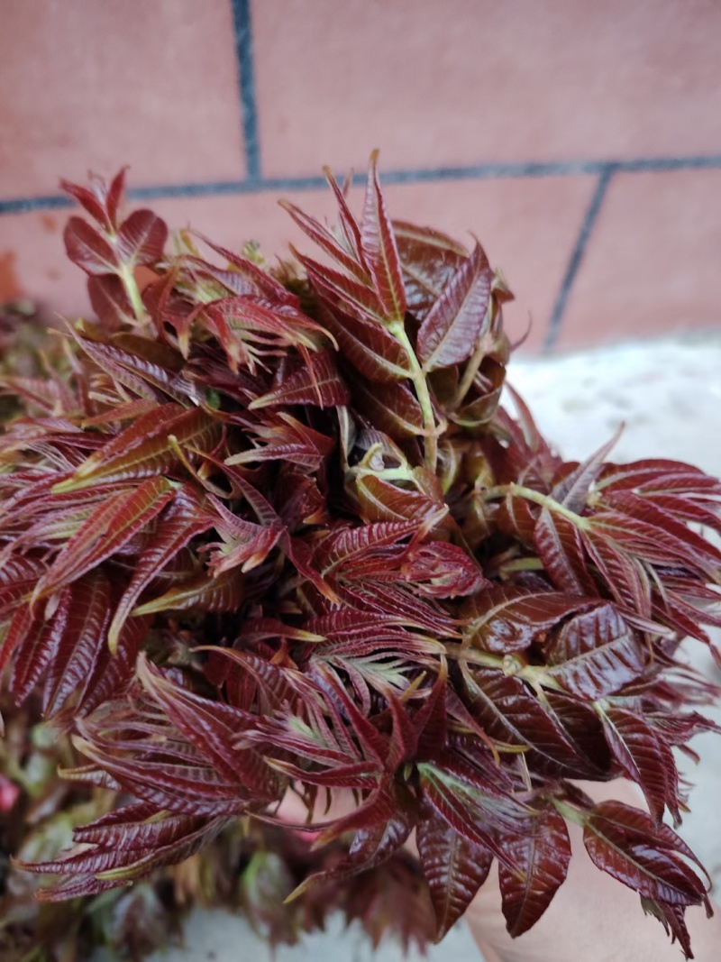 山东香椿芽/露天红香椿芽现摘现发货货/支持物流快递可代发