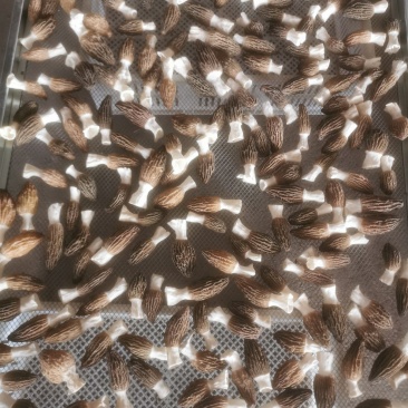 潍坊圈子羊肚菌