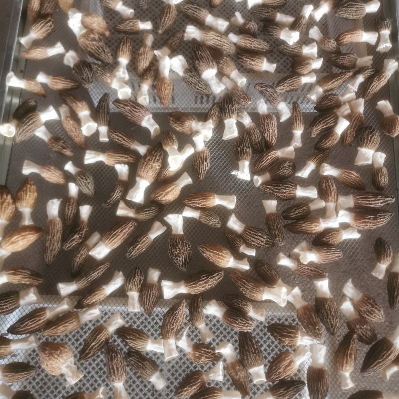 潍坊圈子羊肚菌