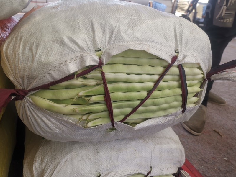 精品芸豆大掉价
