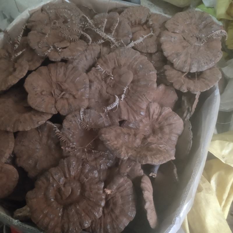 江西灵芝长腿粉灵芝，粉灵芝特别漂亮