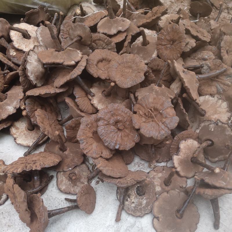 江西灵芝长腿粉灵芝，粉灵芝特别漂亮