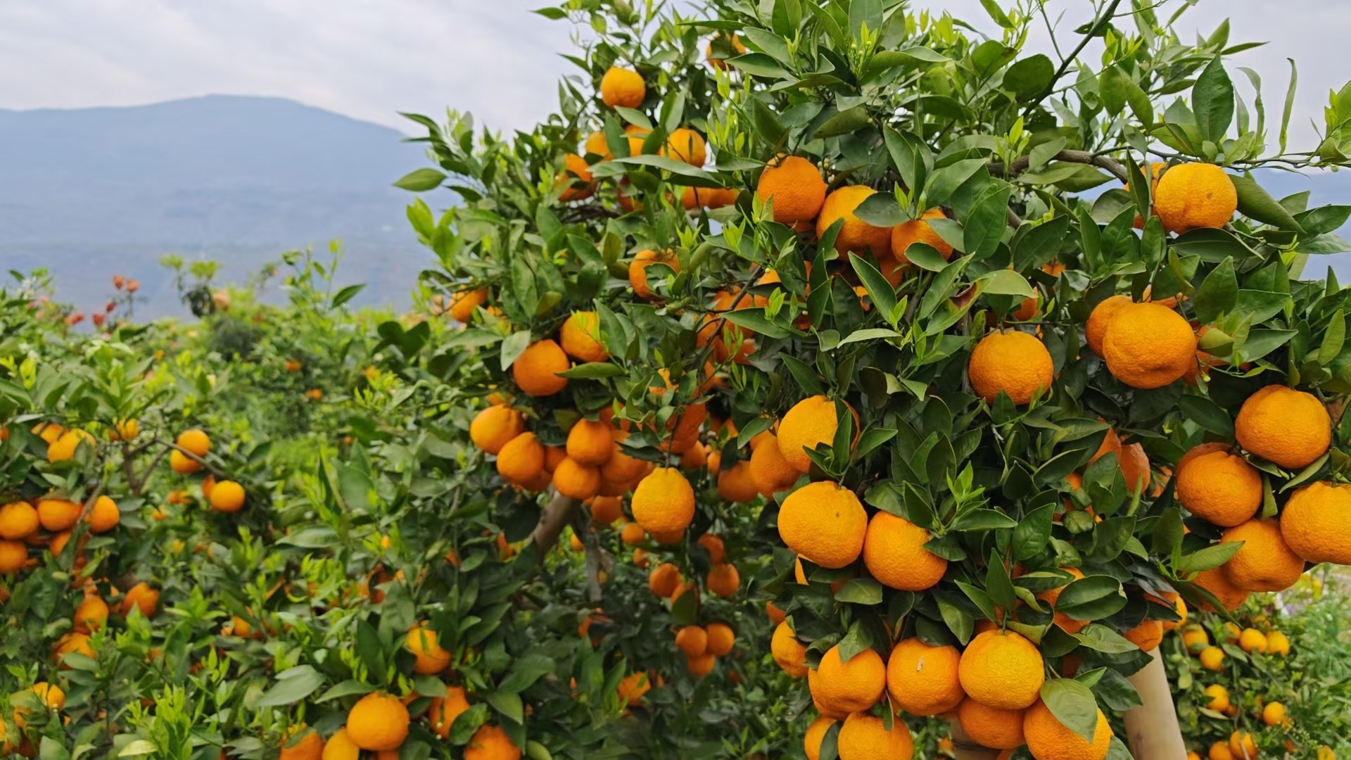 黄果柑果园实景