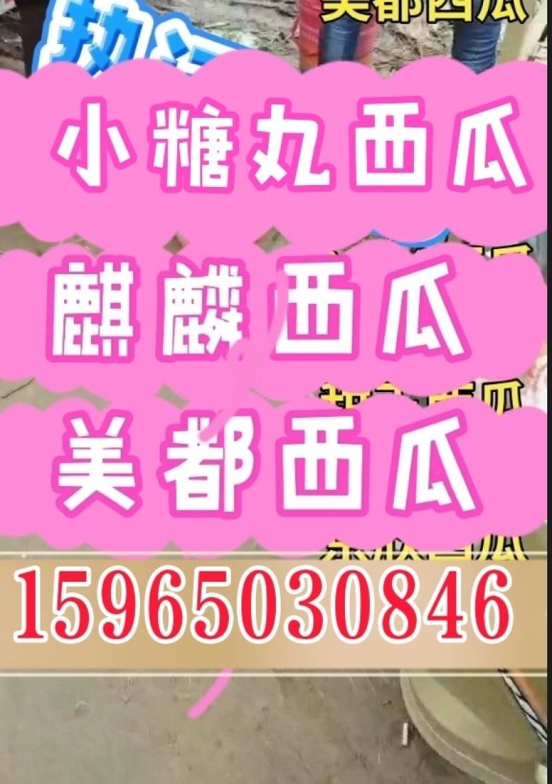 早春红玉西瓜山东西瓜产地直供看棚订货支持打款收货