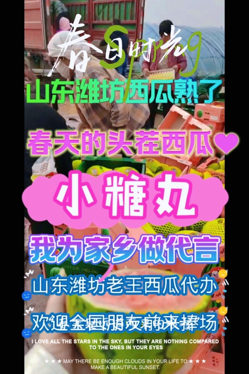 早春红玉西瓜山东西瓜产地直供看棚订货支持打款收货