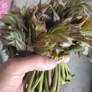 野生香椿芽
