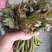 野生香椿芽