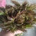 野生香椿芽