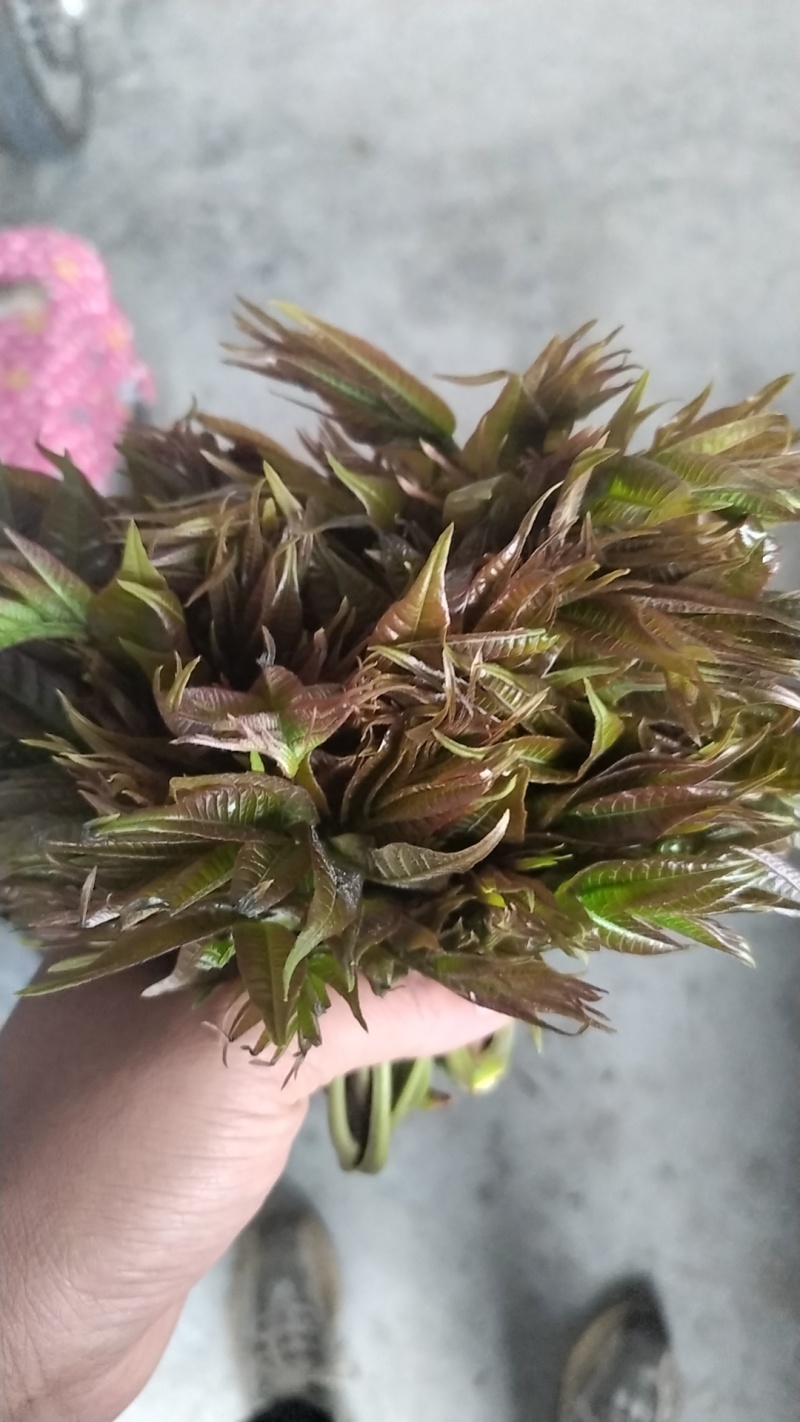 野生香椿芽