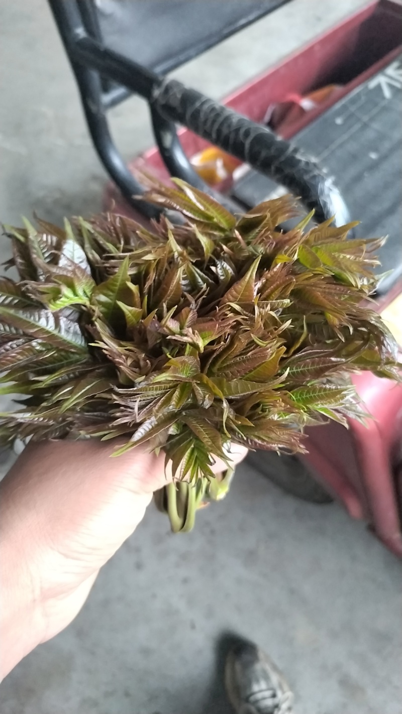 野生香椿芽