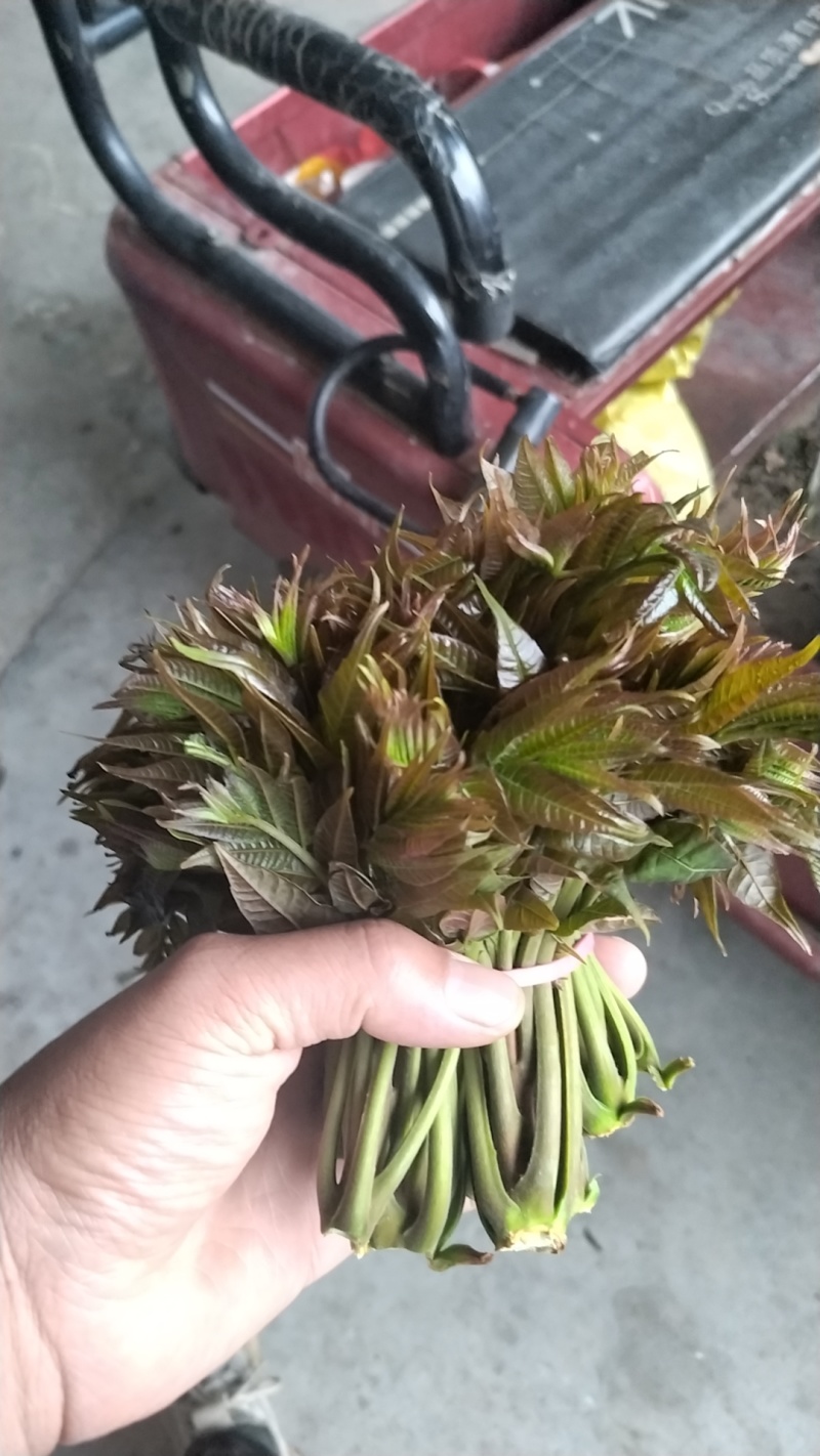 野生香椿芽