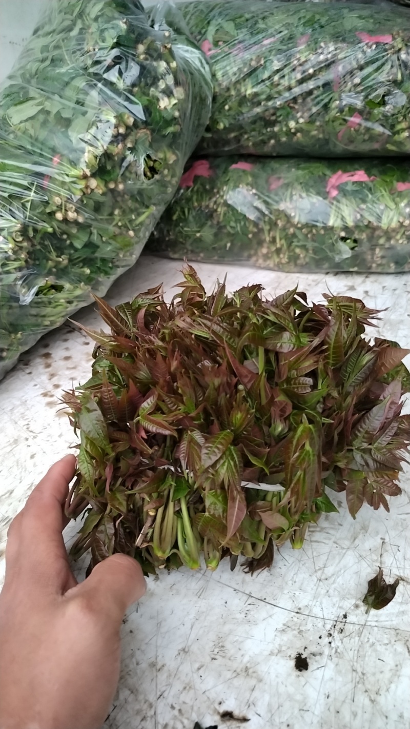 野生香椿芽