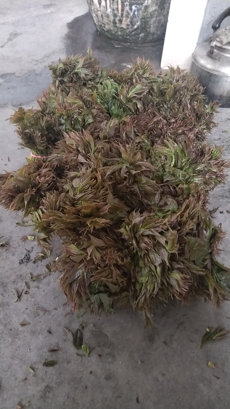 野生香椿芽