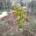 野生香椿芽