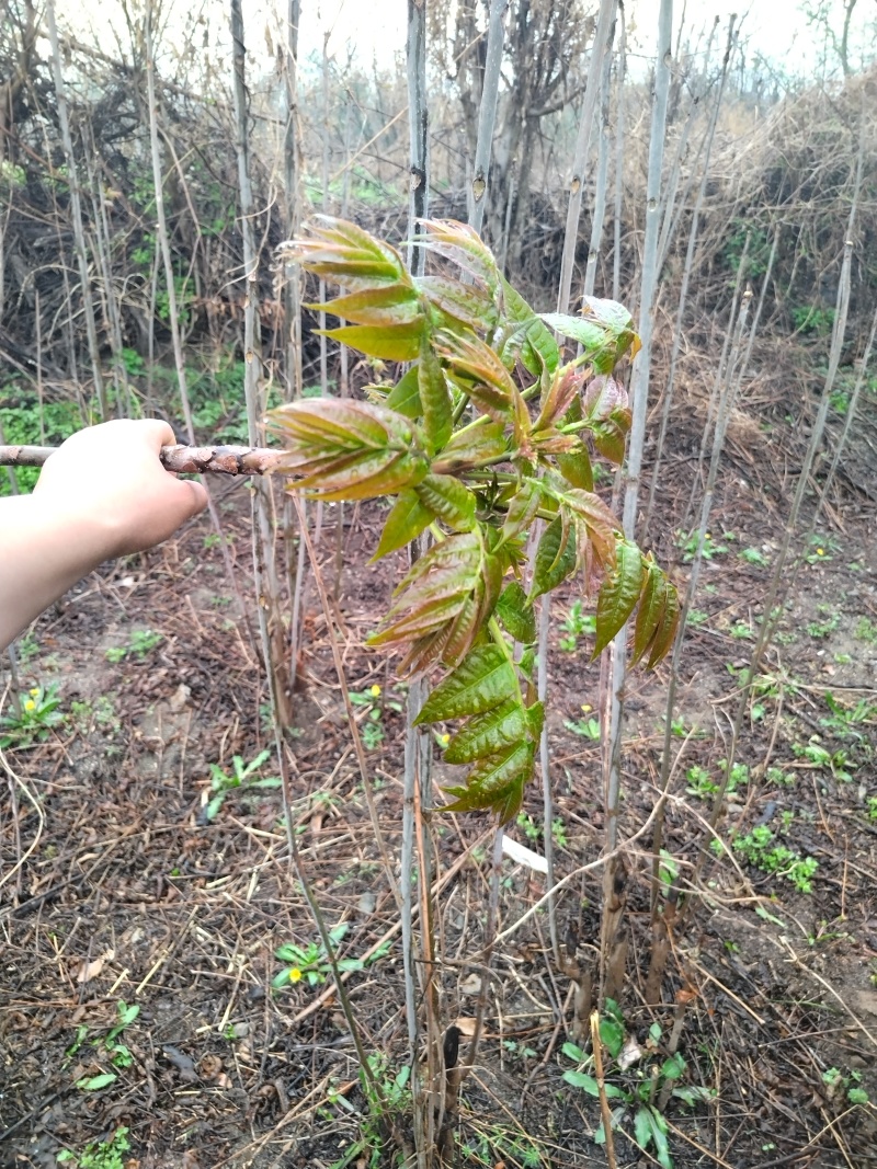 野生香椿芽
