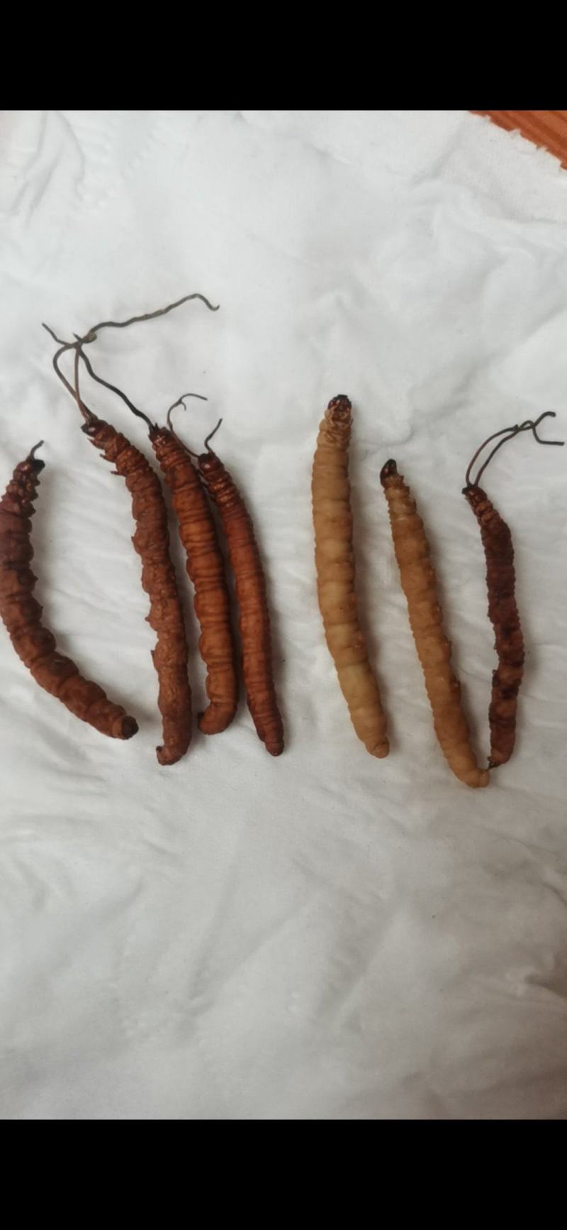 新鲜虫草