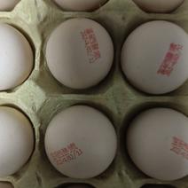 土鸡蛋，精品鸡蛋，酵素鸡蛋，富硒酵素鸡蛋