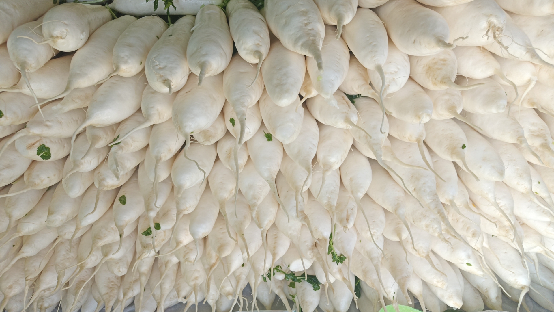 白萝卜剖面图展示内部结构与新鲜质地 白萝卜剖面图展示内部结构与新鲜质地