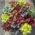 一加仑矾根#花镜植物推荐#易成活成活率高#产地直供价
