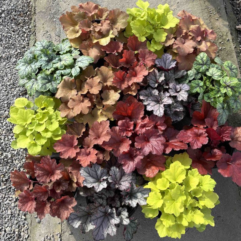 一加仑矾根#花镜植物推荐#易成活成活率高#产地直供价