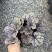 一加仑矾根#花镜植物推荐#易成活成活率高#产地直供价