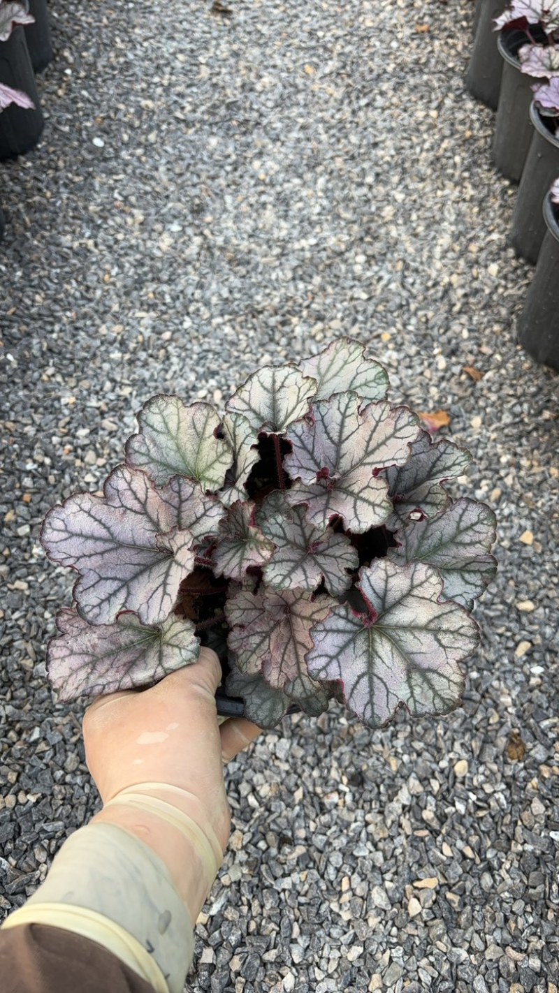 一加仑矾根#花镜植物推荐#易成活成活率高#产地直供价