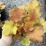一加仑矾根#花镜植物推荐#易成活成活率高#产地直供价