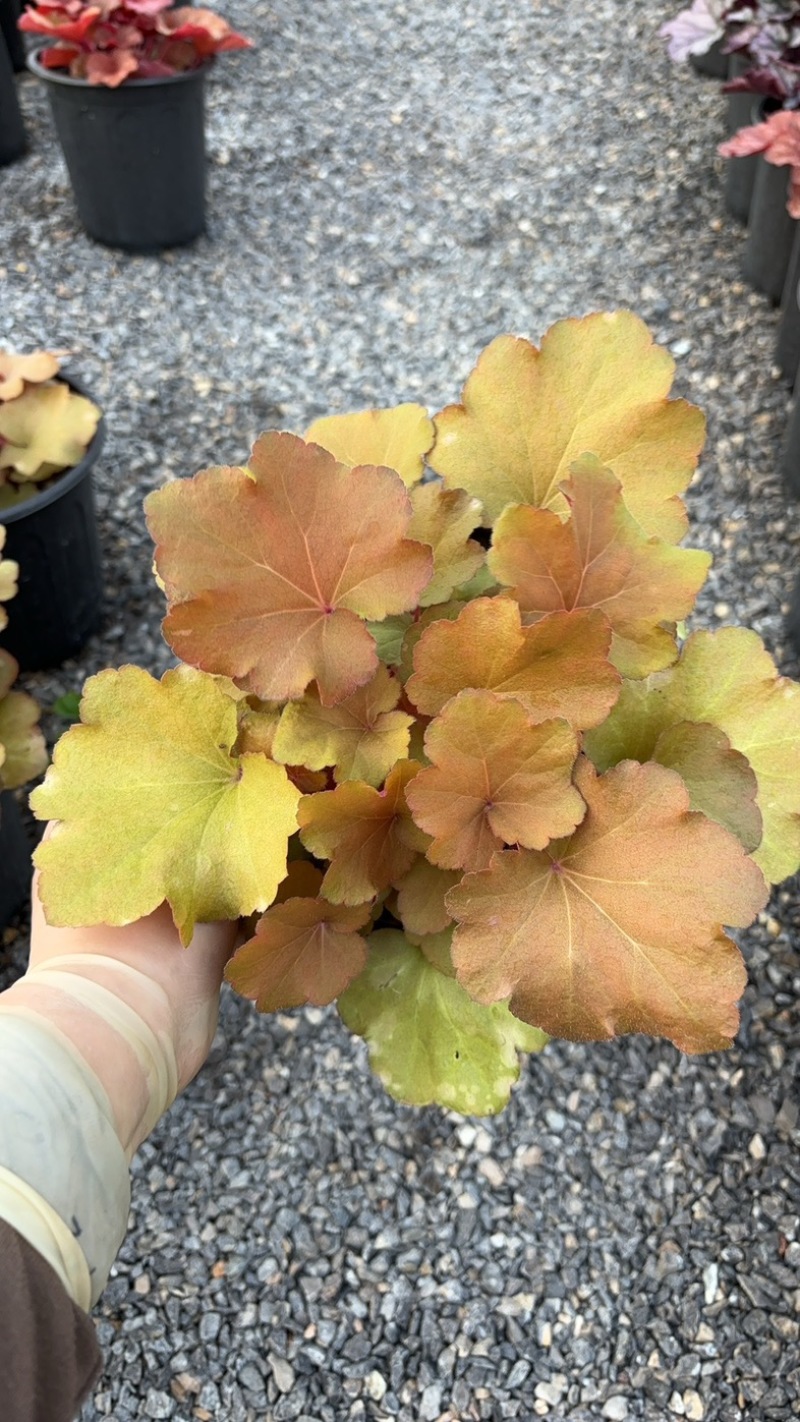 一加仑矾根#花镜植物推荐#易成活成活率高#产地直供价