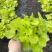 一加仑矾根#花镜植物推荐#易成活成活率高#产地直供价