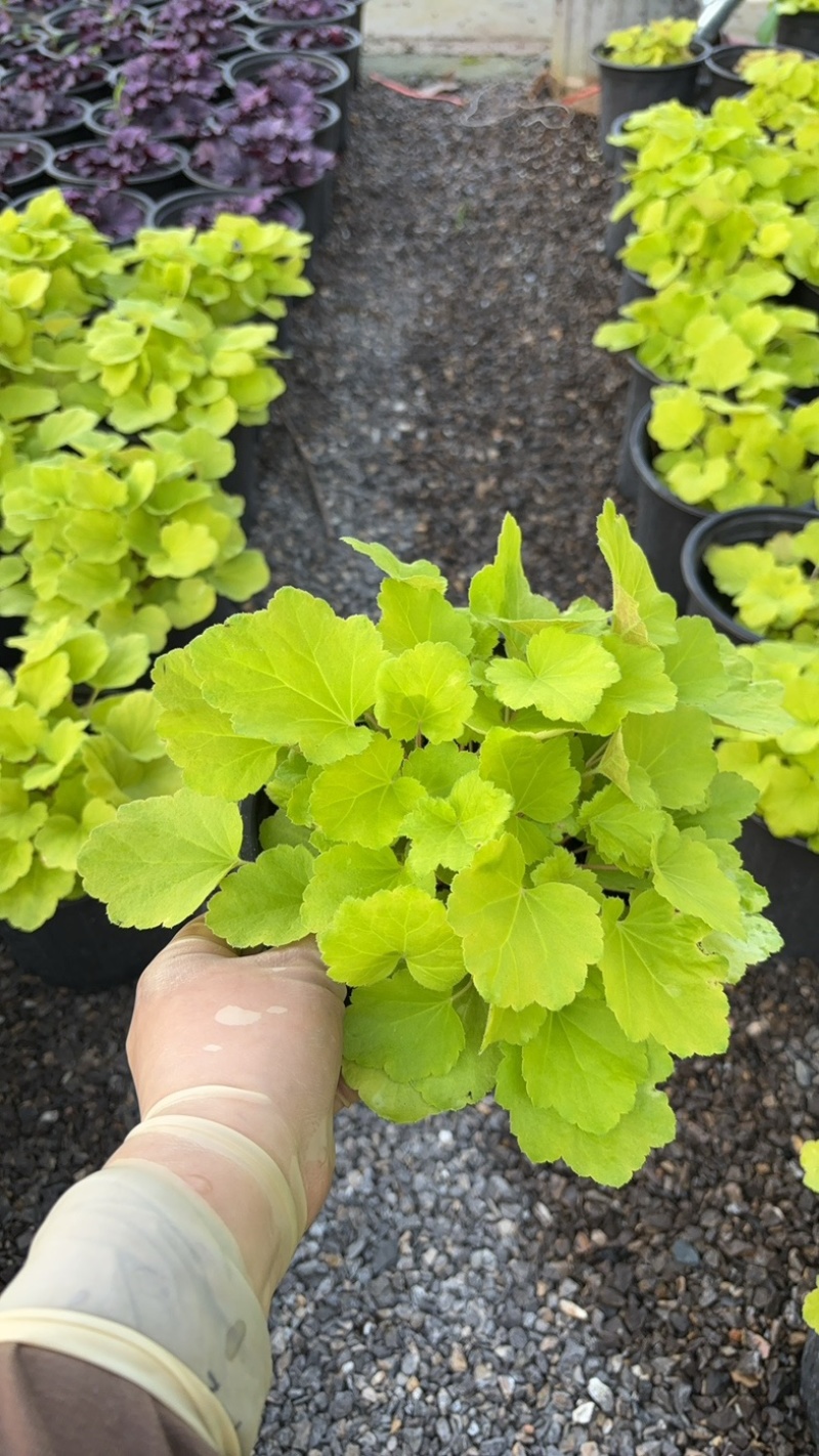 一加仑矾根#花镜植物推荐#易成活成活率高#产地直供价