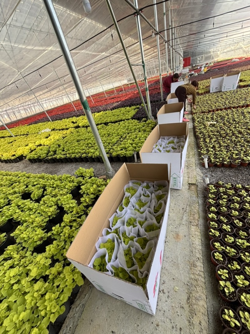 一加仑矾根#花镜植物推荐#易成活成活率高#产地直供价