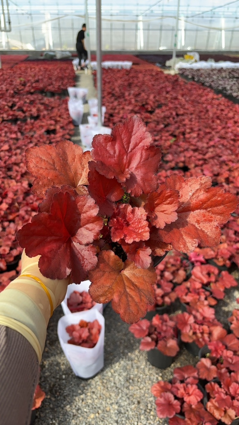 一加仑矾根#花镜植物推荐#易成活成活率高#产地直供价